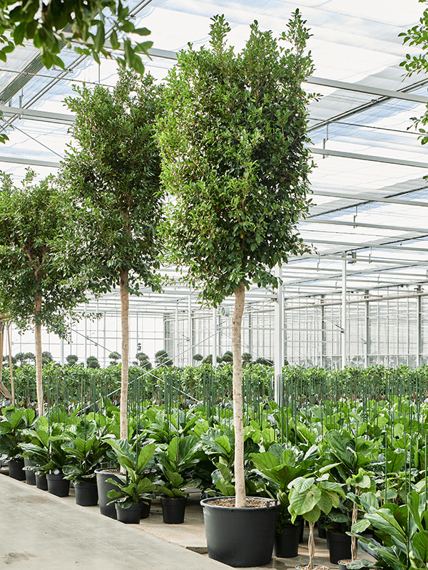 Lush Weeping Fig Ficus microcarpa ‘Nitida’ Tall Indoor House Plants Trees