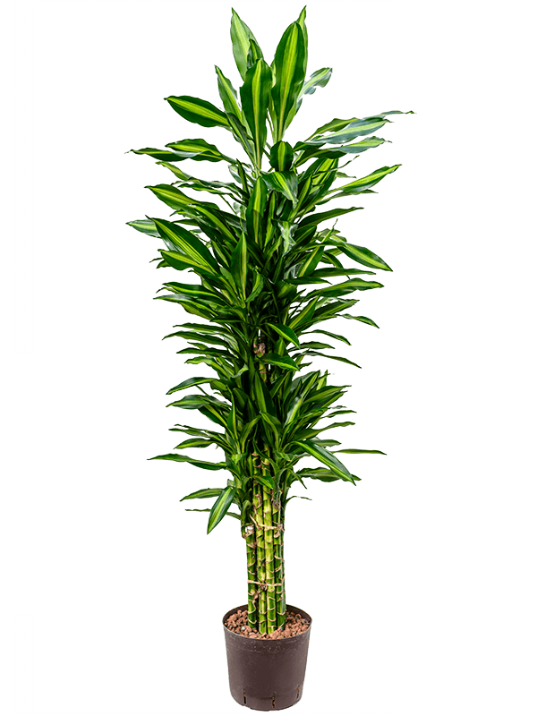 Colorful Corn Plant Dracaena fragrans 'Cintho' Indoor House Plants