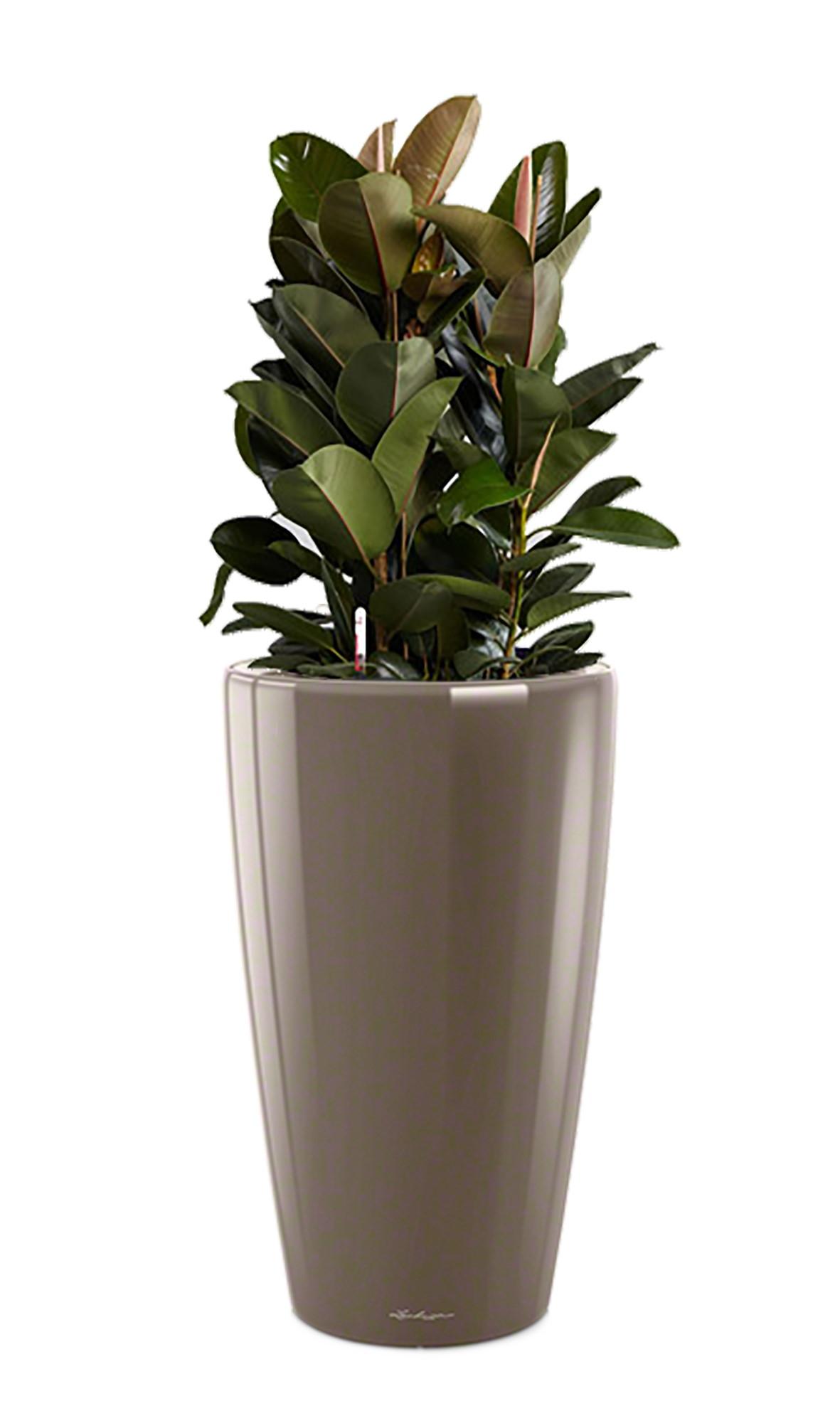 Ficus Elastica Robusta in LECHUZA RONDO Self-watering Planter, Total Height 160 cm
