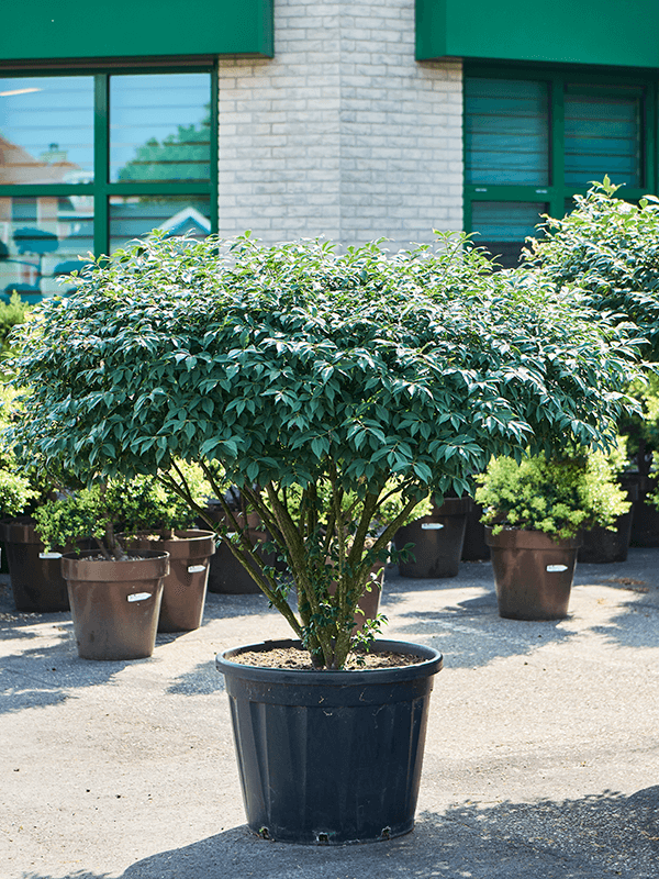 Showy Spindletree Euonymus alatus 'Compactus' Outdoor Plants