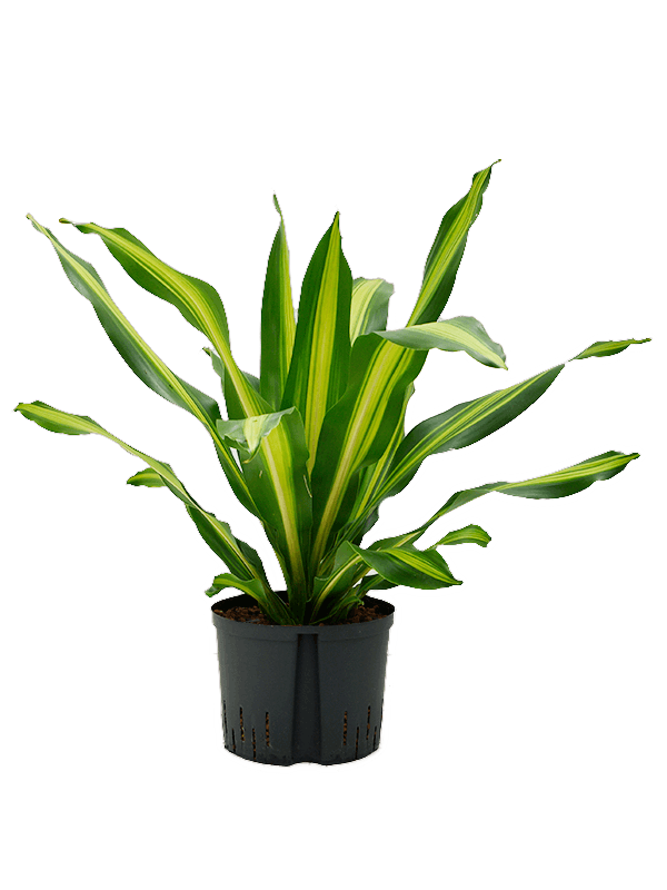 Trendy Corn Plant Dracaena fragrans 'Burley' Tall Indoor House Plants Trees