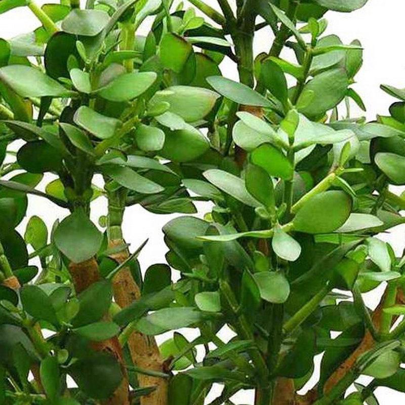 CRASSULA OVATA Artificial Tree Plant