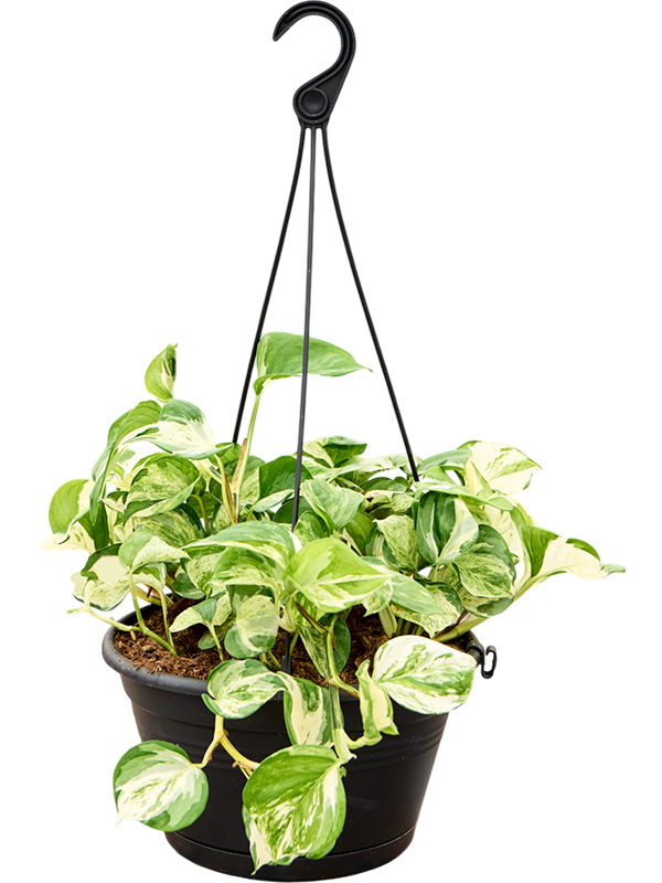 Scindapsus (Epipremnum) 'Manjula variegata'