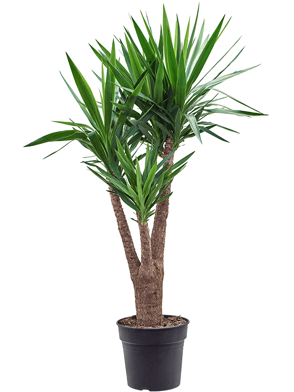 Insta-friendly Spineless Yucca elephantipes Tall Indoor House Plants Trees