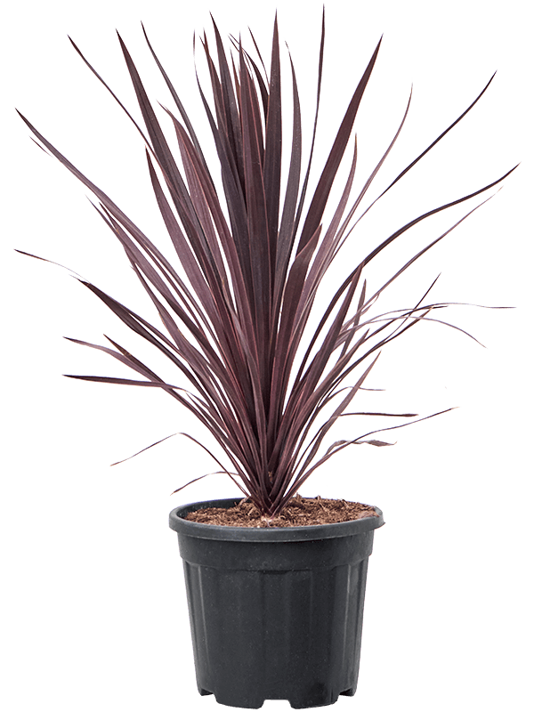 Photogenic Ti Plant Cordyline australis 'Black Night' Indoor House Plants