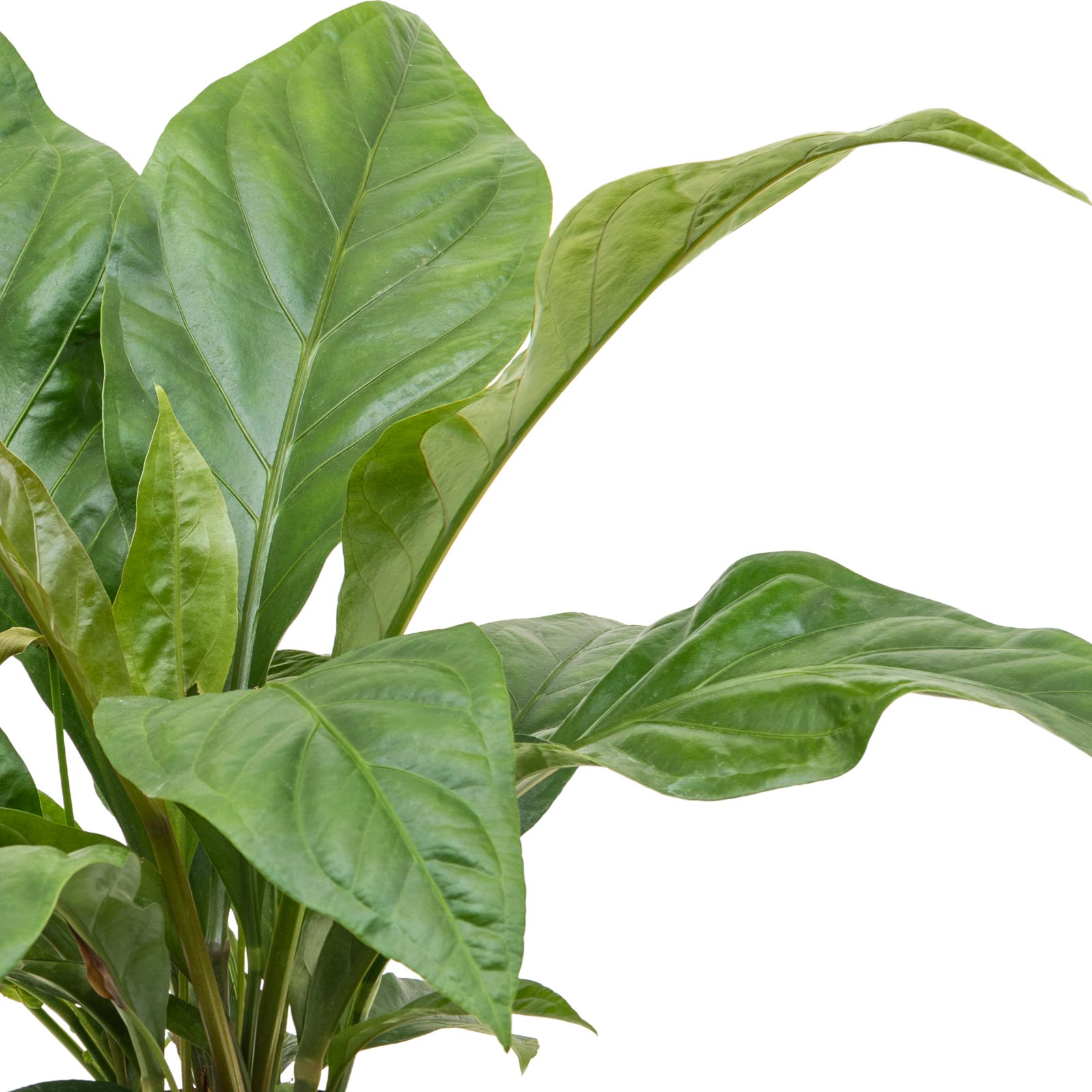 anthurium spirit Anthurium andraeanum 'Spirit' main image 0