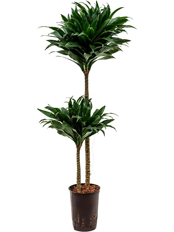 Easy-Care Corn Plant Dracaena fragrans 'Compacta' Indoor House Plants