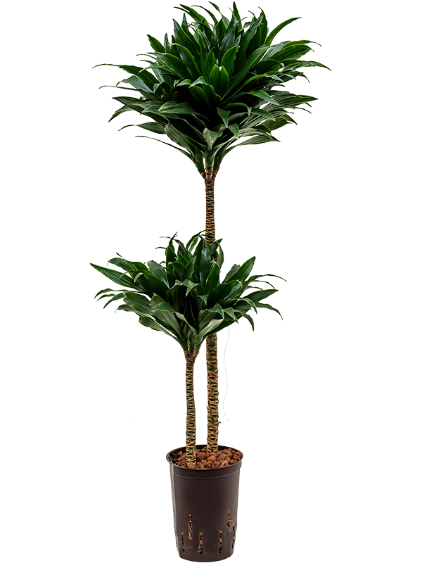 Easy-Care Corn Plant Dracaena fragrans 'Compacta' Indoor House Plants