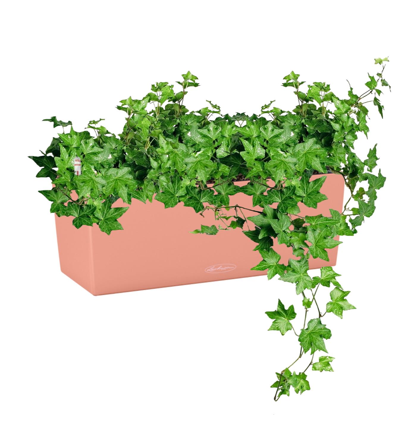 Ivy in LECHUZA BALCONERA Color Self-watering Planter, Total Height 50 cm