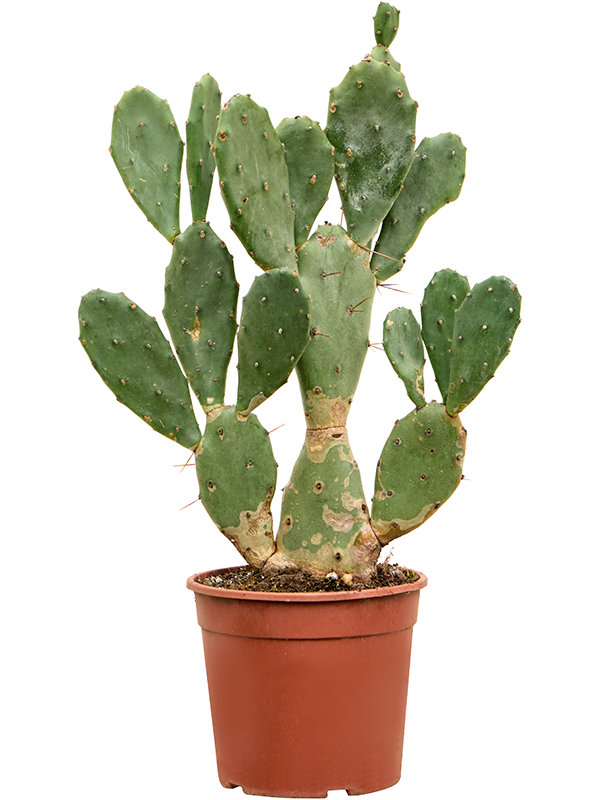 Easy-Care Barbary Fig Opuntia vulgaris Indoor House Plants