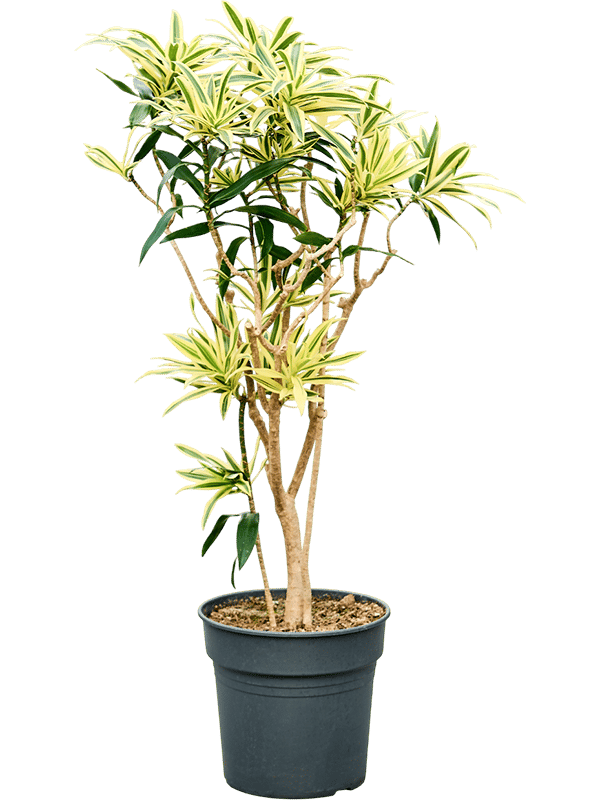 Colorful Pleomele (Dracaena) reflexa 'Song of Sri Lanka' Tall Indoor House Plants Trees