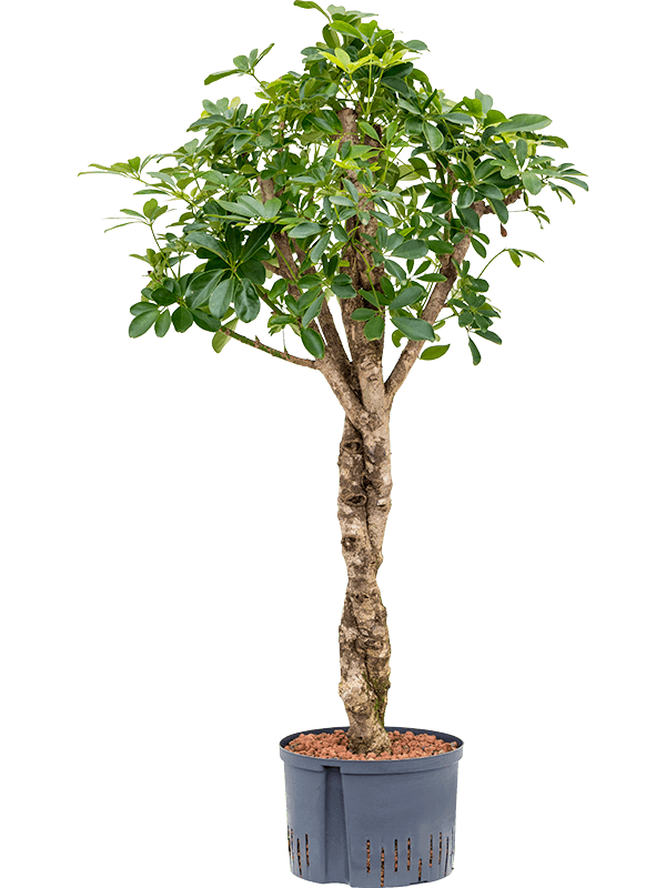 Easy-Care Umbrella Tree Schefflera arboricola 'Compacta' Tall Indoor House Plants Trees