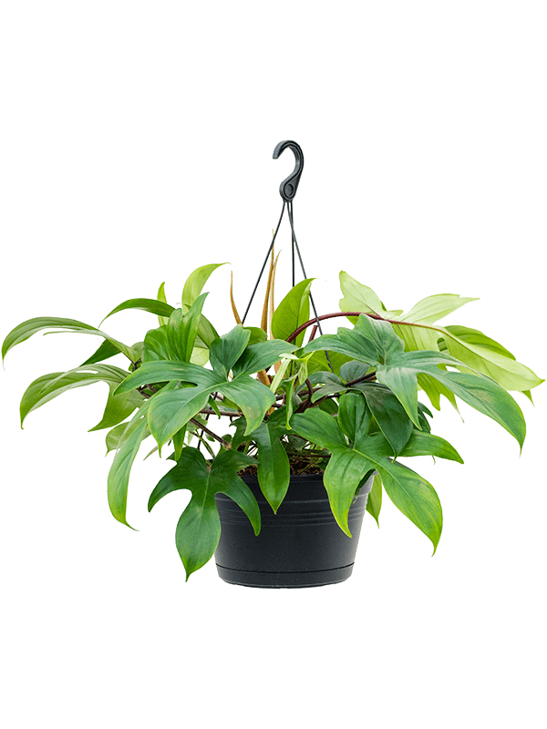 Lush Heart-Leaf Philodendron 'Florida Green' Indoor House Plants