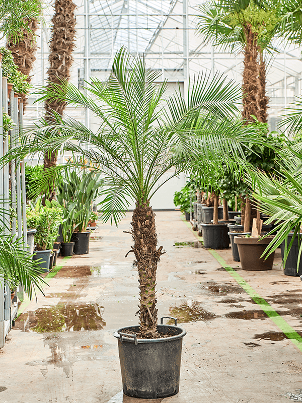 Tropical Pygmy Date Palm Phoenix roebelenii Indoor House Plants