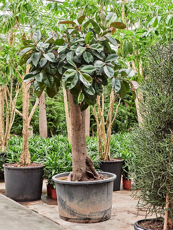 Lush Rubber Plant Ficus elastica 'Robusta' Indoor House Plants
