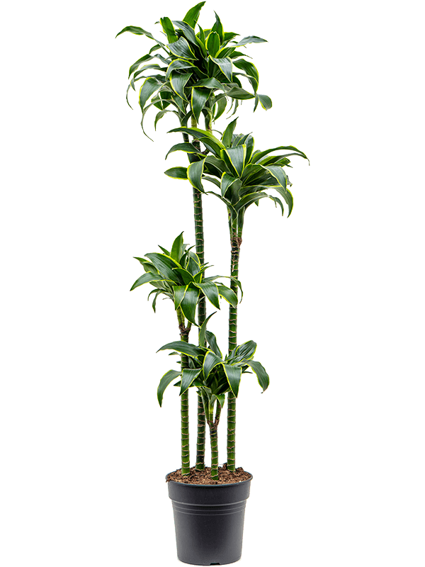 Insta-friendly Corn Plant Dracaena fragrans 'Dorado' Tall Indoor House Plants Trees