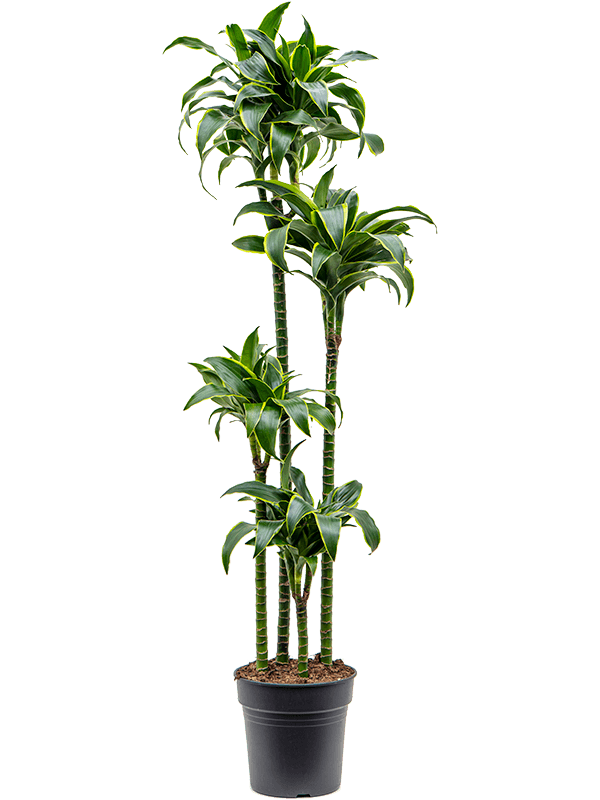 Insta-friendly Corn Plant Dracaena fragrans 'Dorado' Tall Indoor House Plants Trees