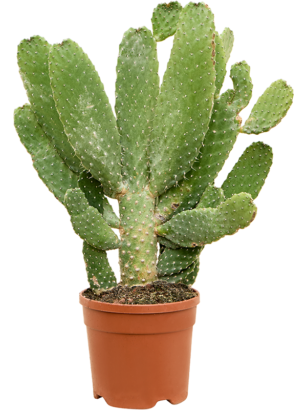 Easy-Care Prickly Pear Cactus Opuntia consolea Indoor House Plants