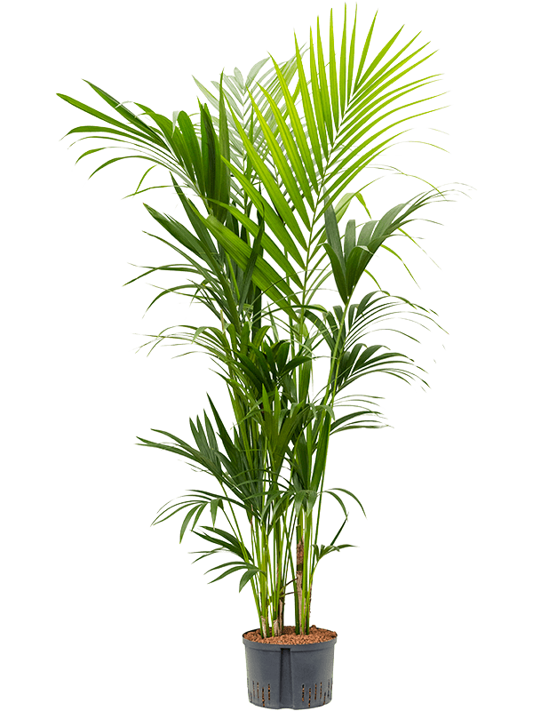 Lush Sentry Palm Kentia (Howea) forsteriana Indoor House Plants