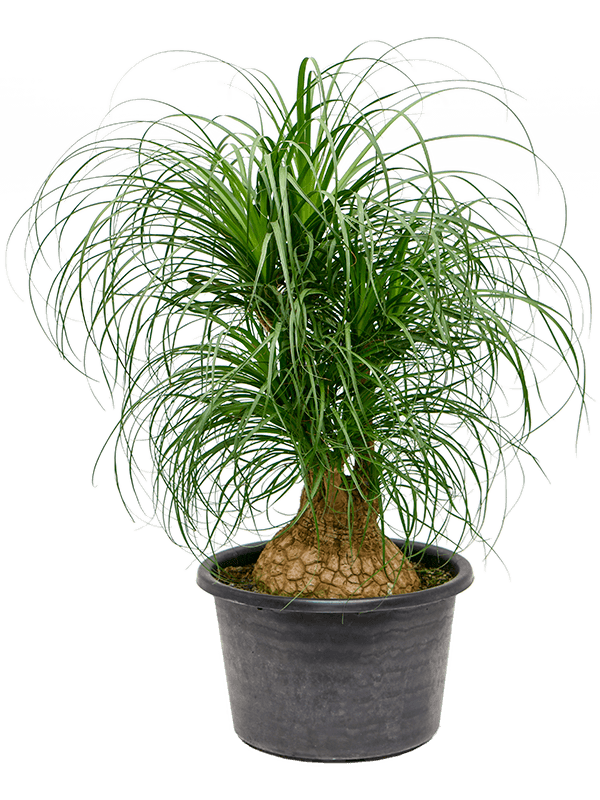 Tropical Ponytail Palm Beaucarnea recurvata Tall Indoor House Plants Trees