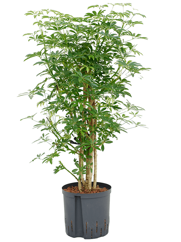 Easy-Care Umbrella Tree Schefflera arboricola 'Luseana' Indoor House Plants