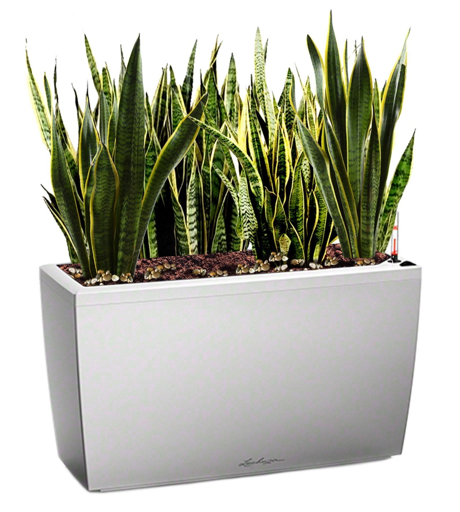 Sansevieria Green Wall in LECHUZA CARARO Self-watering Planter, Total Height 80 cm