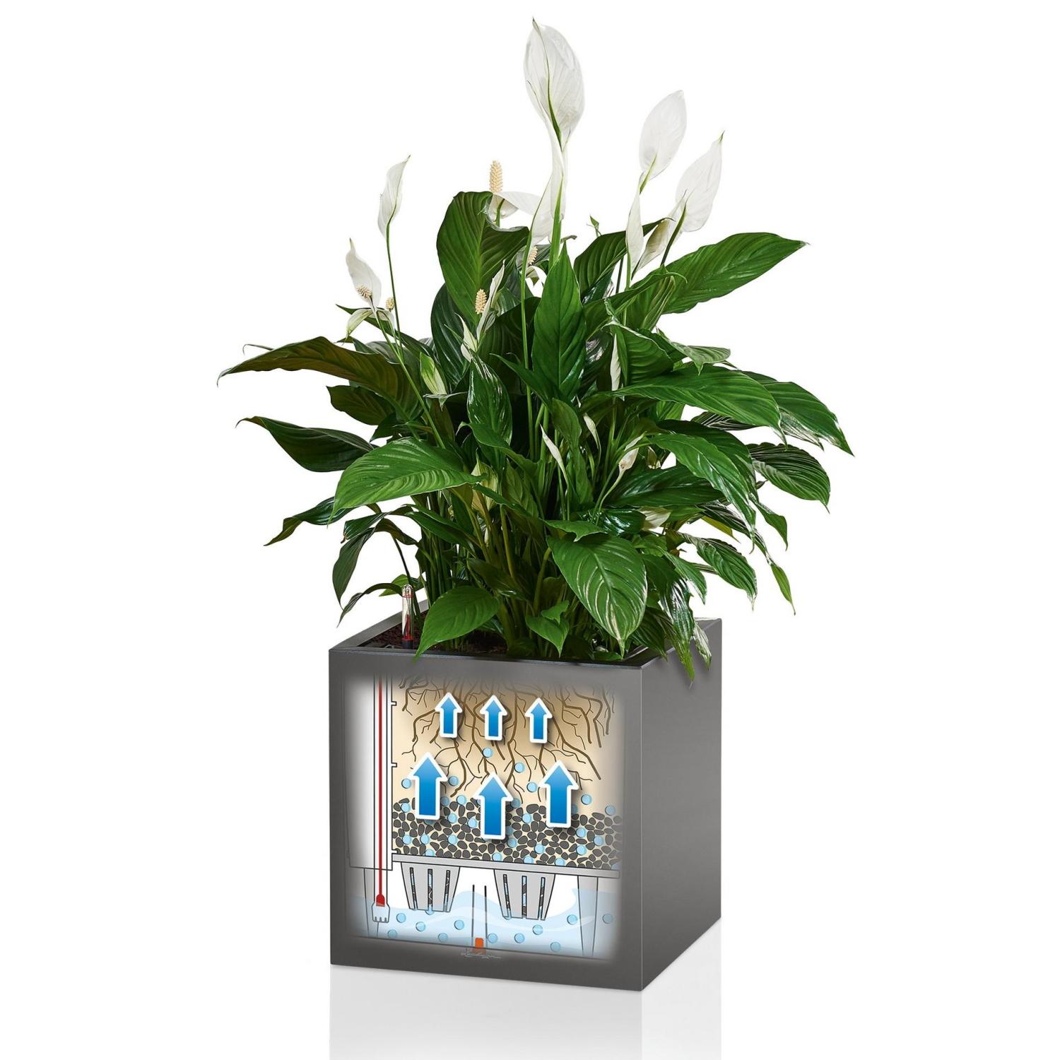 LECHUZA CANTO Low Square Poly Resin Self-watering Planter