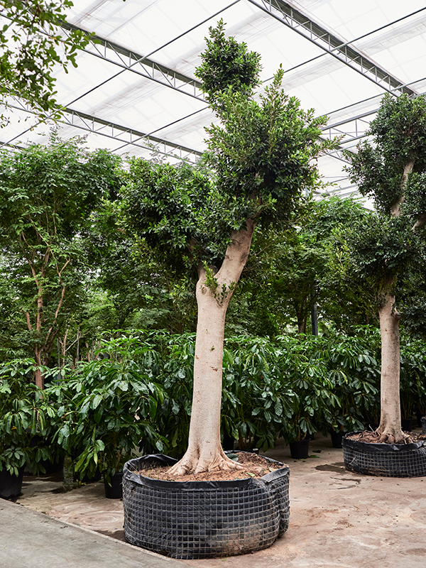 Lush Weeping Fig Ficus microcarpa ‘Nitida’ Tall Indoor House Plants Trees