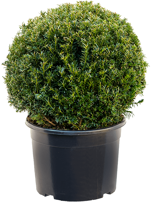 Photogenic English Yew Taxus baccata