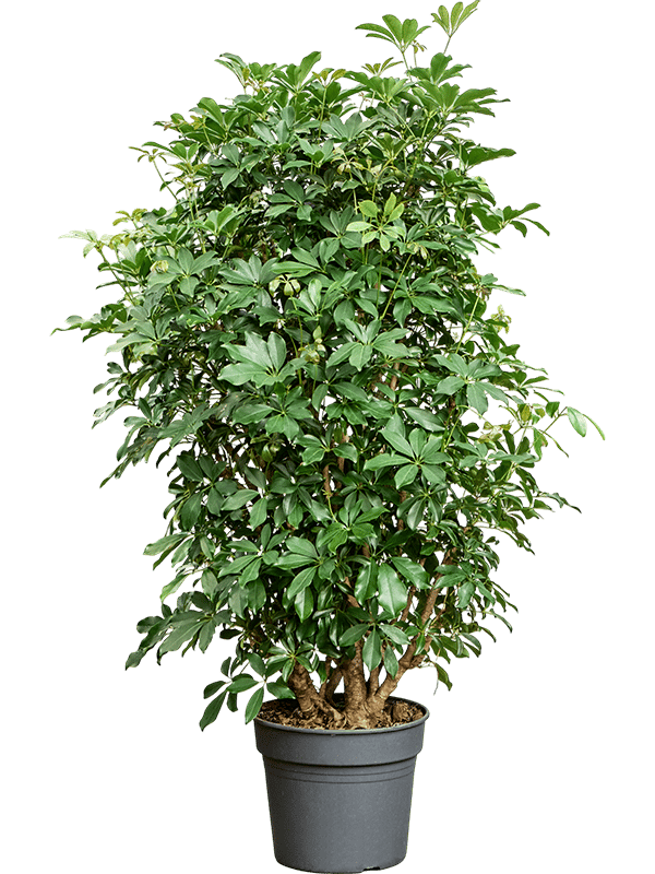Easy-Care Umbrella Tree Schefflera arboricola 'Compacta' Tall Indoor House Plants Trees