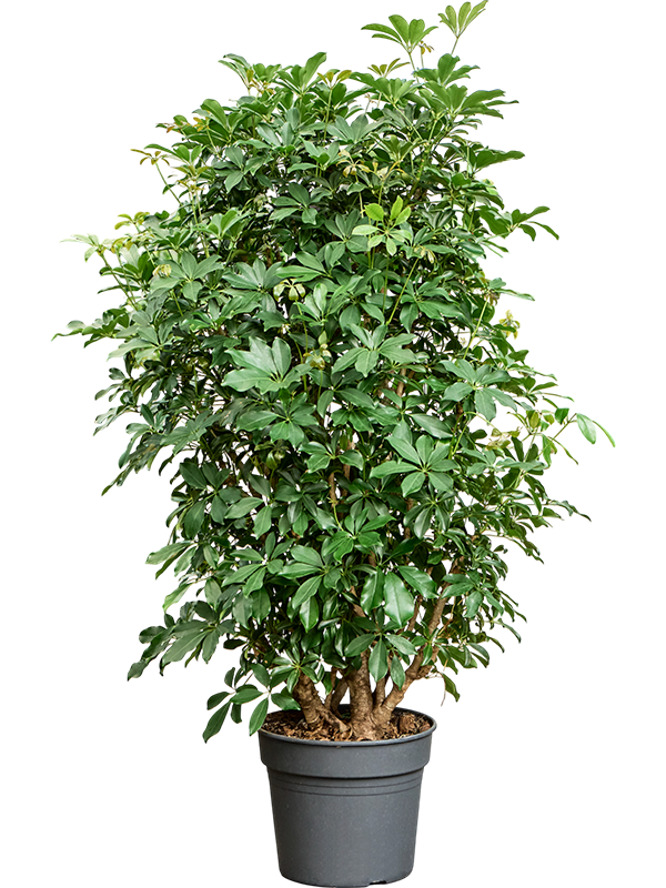 Easy-Care Umbrella Tree Schefflera arboricola 'Compacta' Tall Indoor House Plants Trees