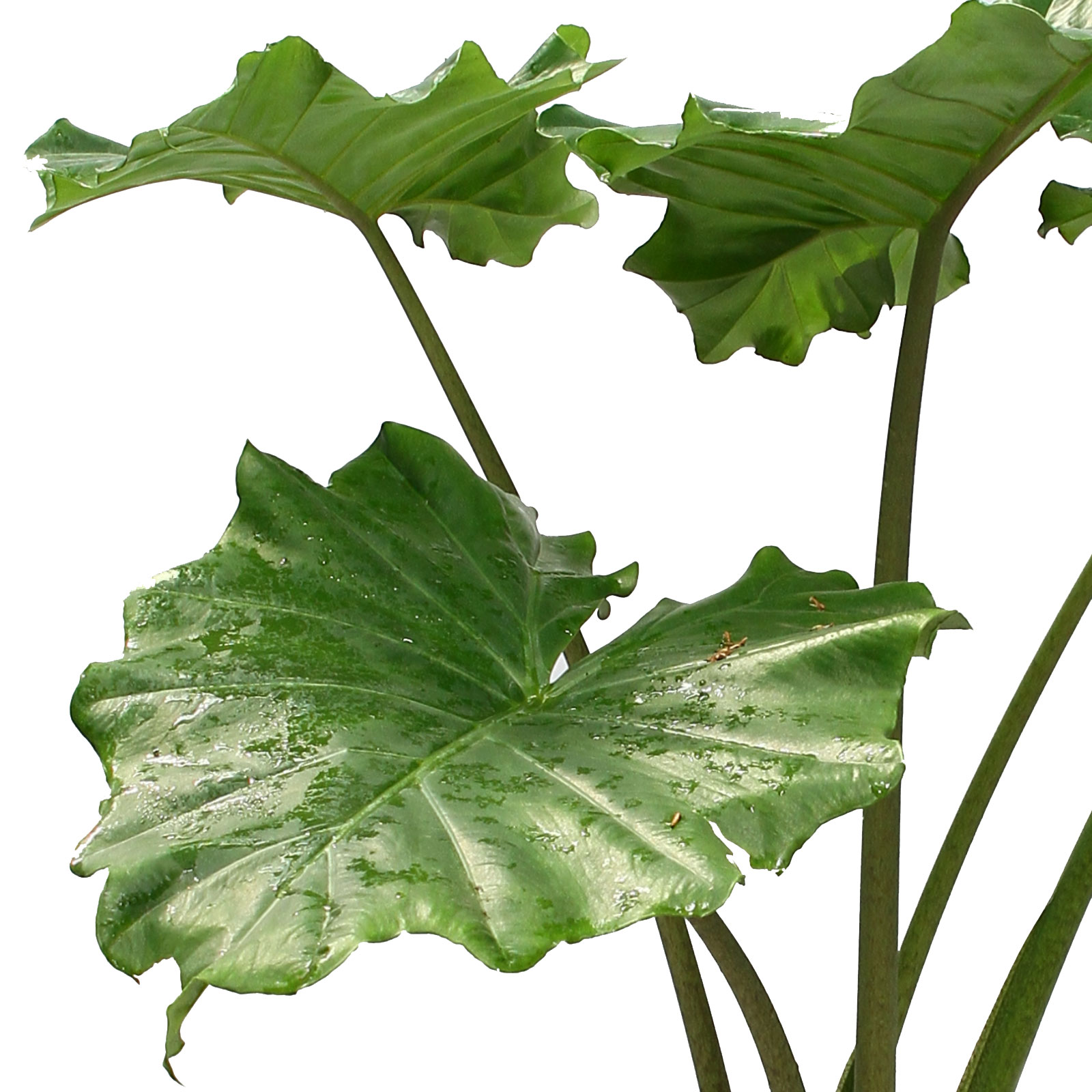 Easy-Care Elephant Ear Alocasia 'Portodora' Indoor House Plants