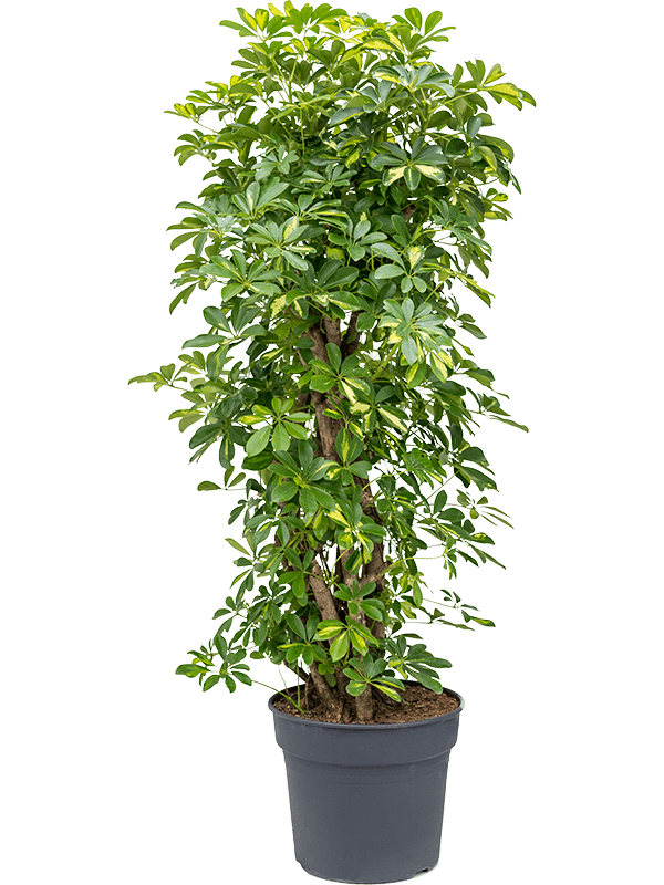 Delicate Umbrella Tree Schefflera arboricola 'Gold Capella' Indoor House Plants