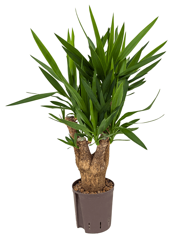 Insta-friendly Spineless Yucca elephantipes Tall Indoor House Plants Trees