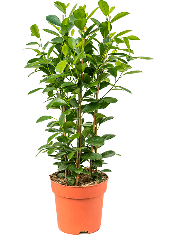 Lush Chinese Banyan Ficus microcarpa 'Moclame' Indoor House Plants