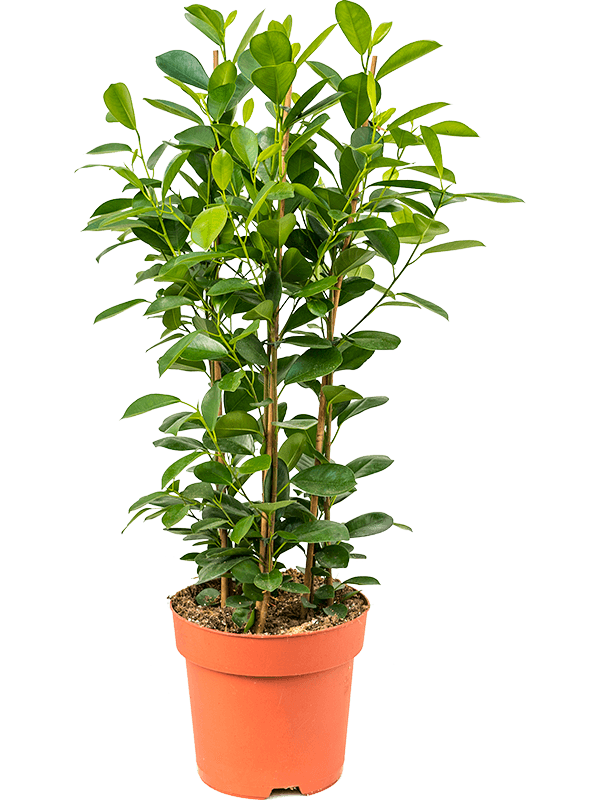 Lush Chinese Banyan Ficus microcarpa 'Moclame' Indoor House Plants