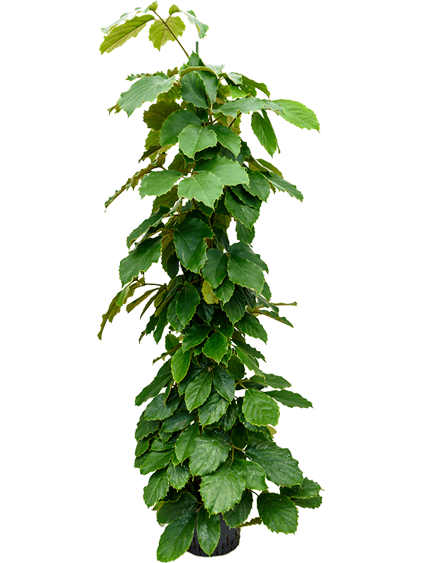 Lush Chestnut Vine Tetrastigma voinierianum Indoor House Plants