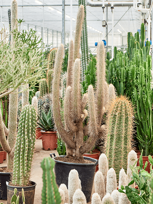 Easy-Care Old Man Cactus Espostoa lanata Indoor House Plants