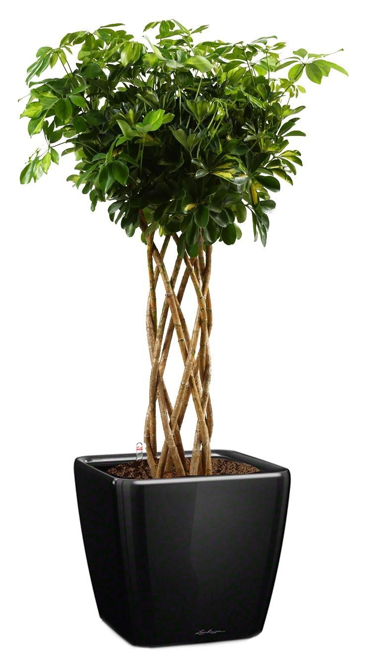 Schefflera Arboricola Gold Capella in LECHUZA QUADRO LS 43 Self-watering Planter, Total Height 180 c