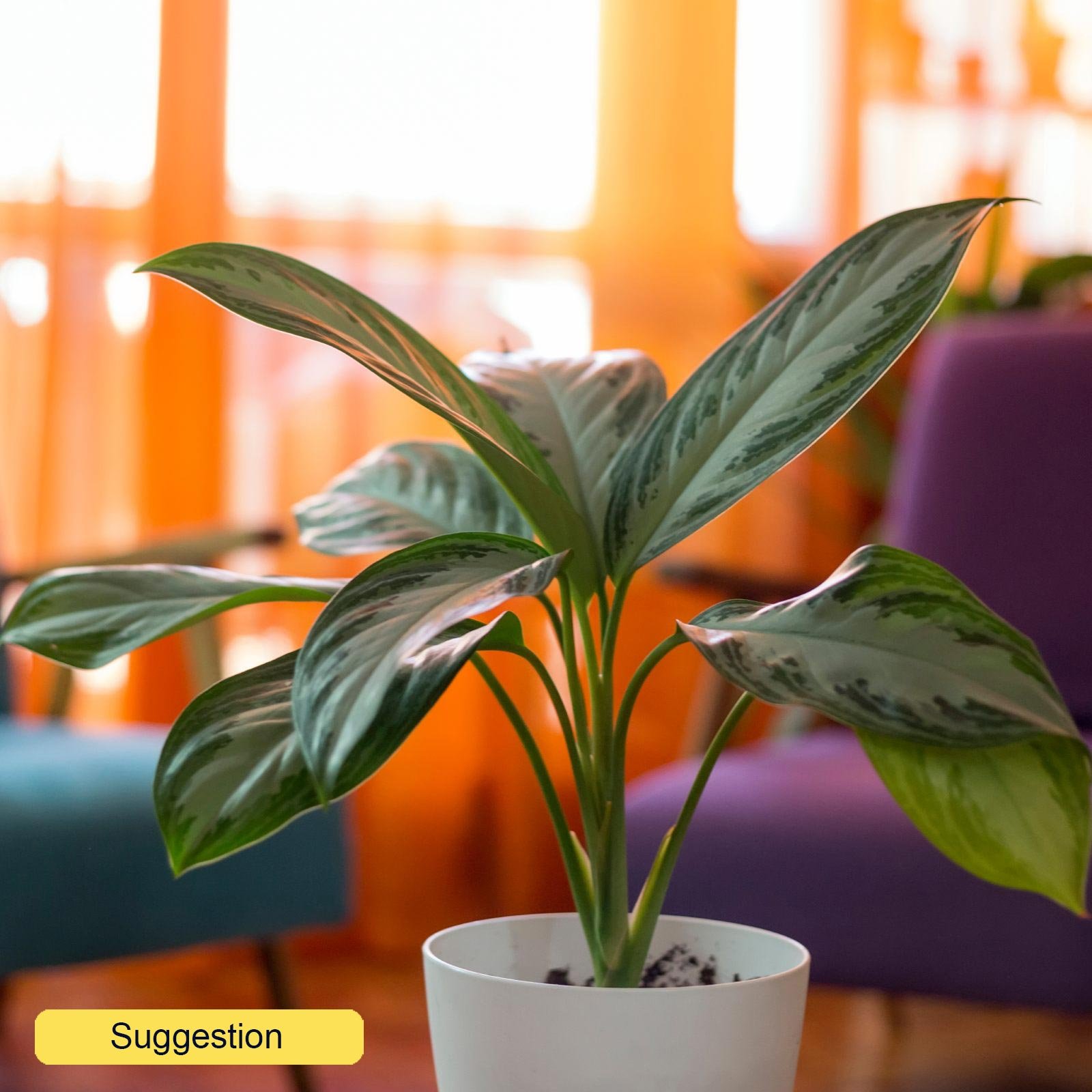 Vibrant Chinese Evergreen Aglaonema 'Silver Bay' Indoor House Plants