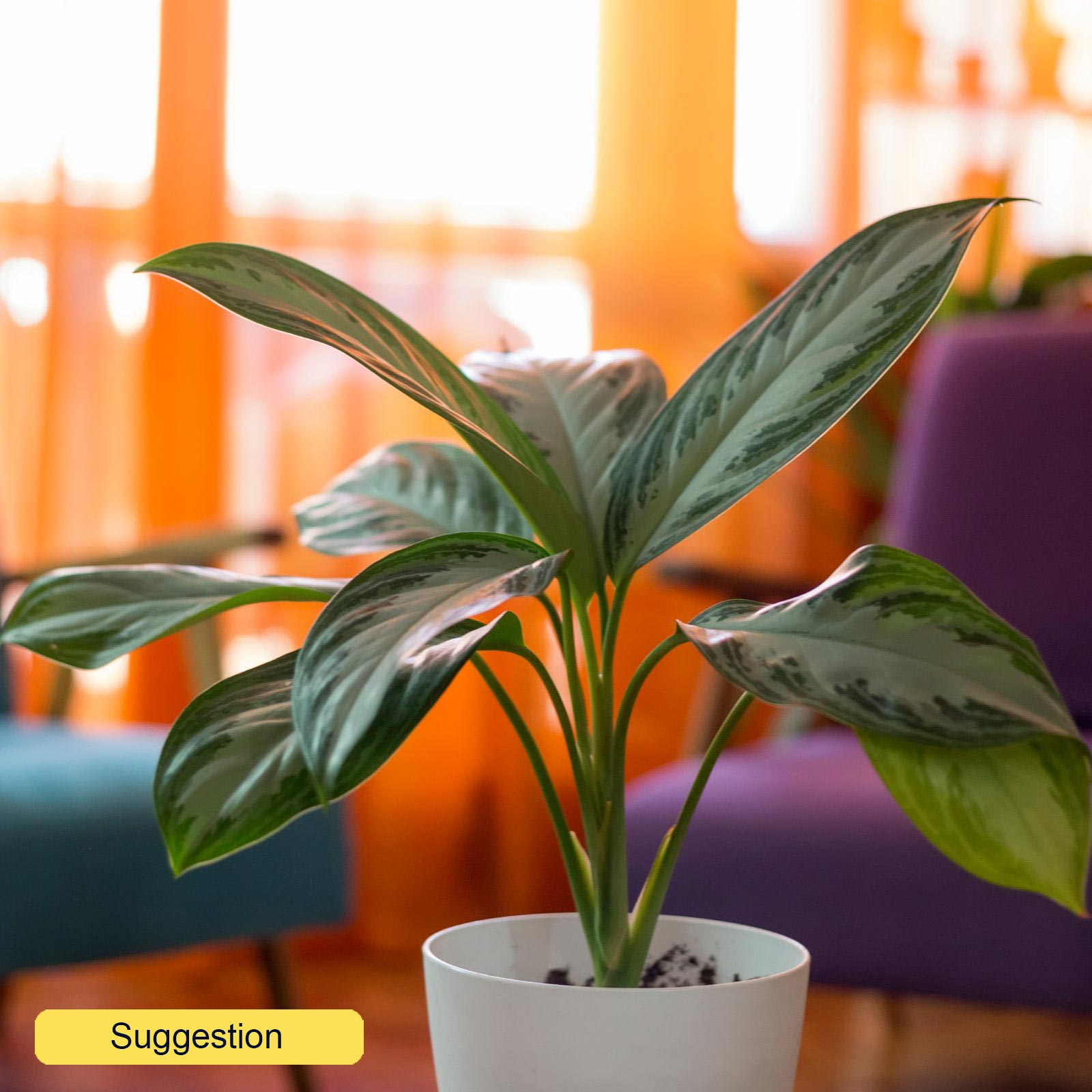 Vibrant Chinese Evergreen Aglaonema 'Silver Bay' Indoor House Plants