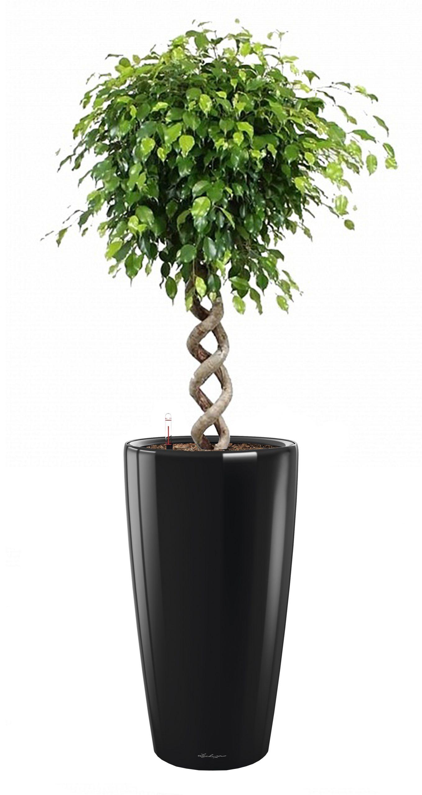 Ficus Benjamina Exotica with Double Spiral Stem in LECHUZA RONDO Self-watering Planter, Total Height