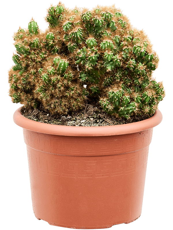 Easy-Care Apple Cactus Cereus peruvianus 'Monstrosus' ndoor House Plants