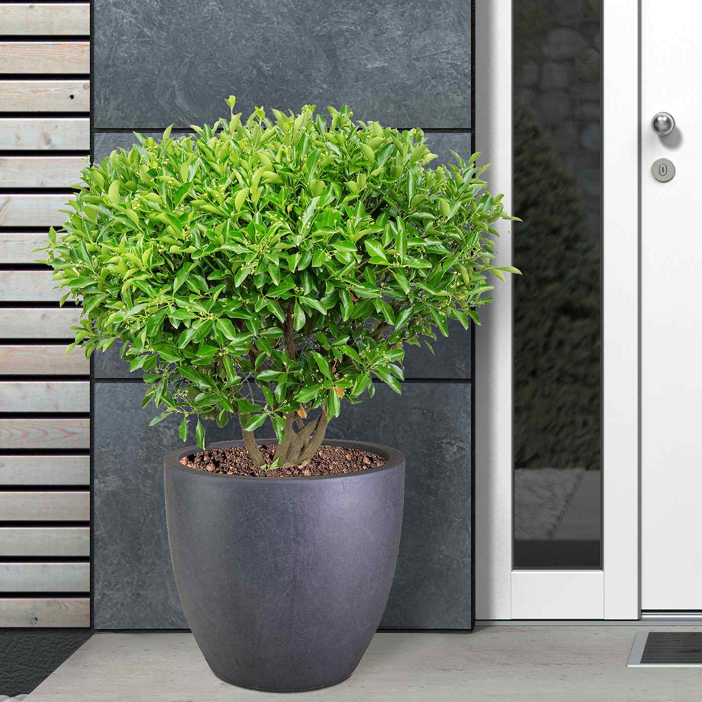 IDEALIST Lite Contemporary Light Concrete Egg Planter