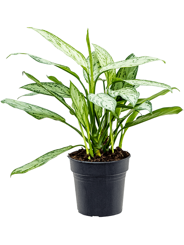 Lush Chinese Evergreen Aglaonema 'Silver Queen' Indoor House Plants