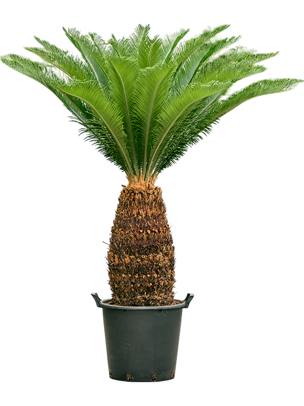 Sago Palm Cycas revoluta