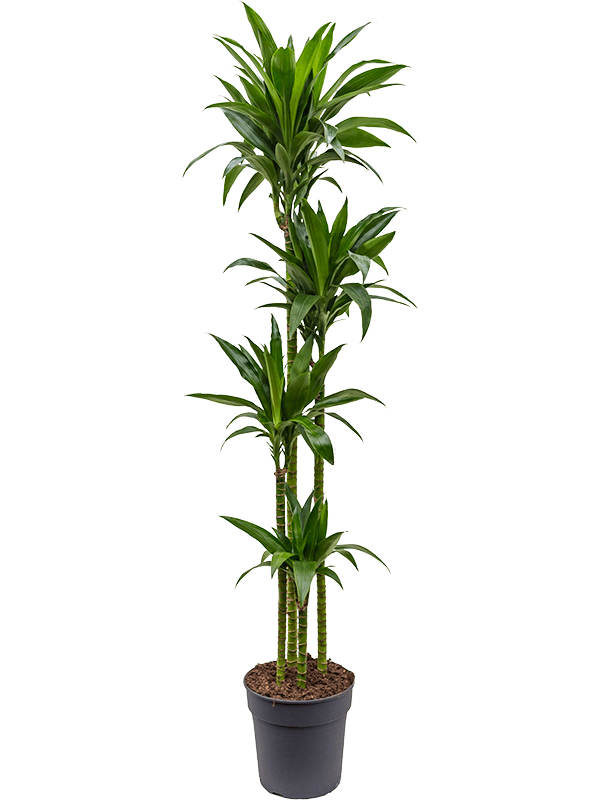 Impressive Corn Plant Dracaena fragrans 'Janet Craig' Tall Indoor House Plants Trees