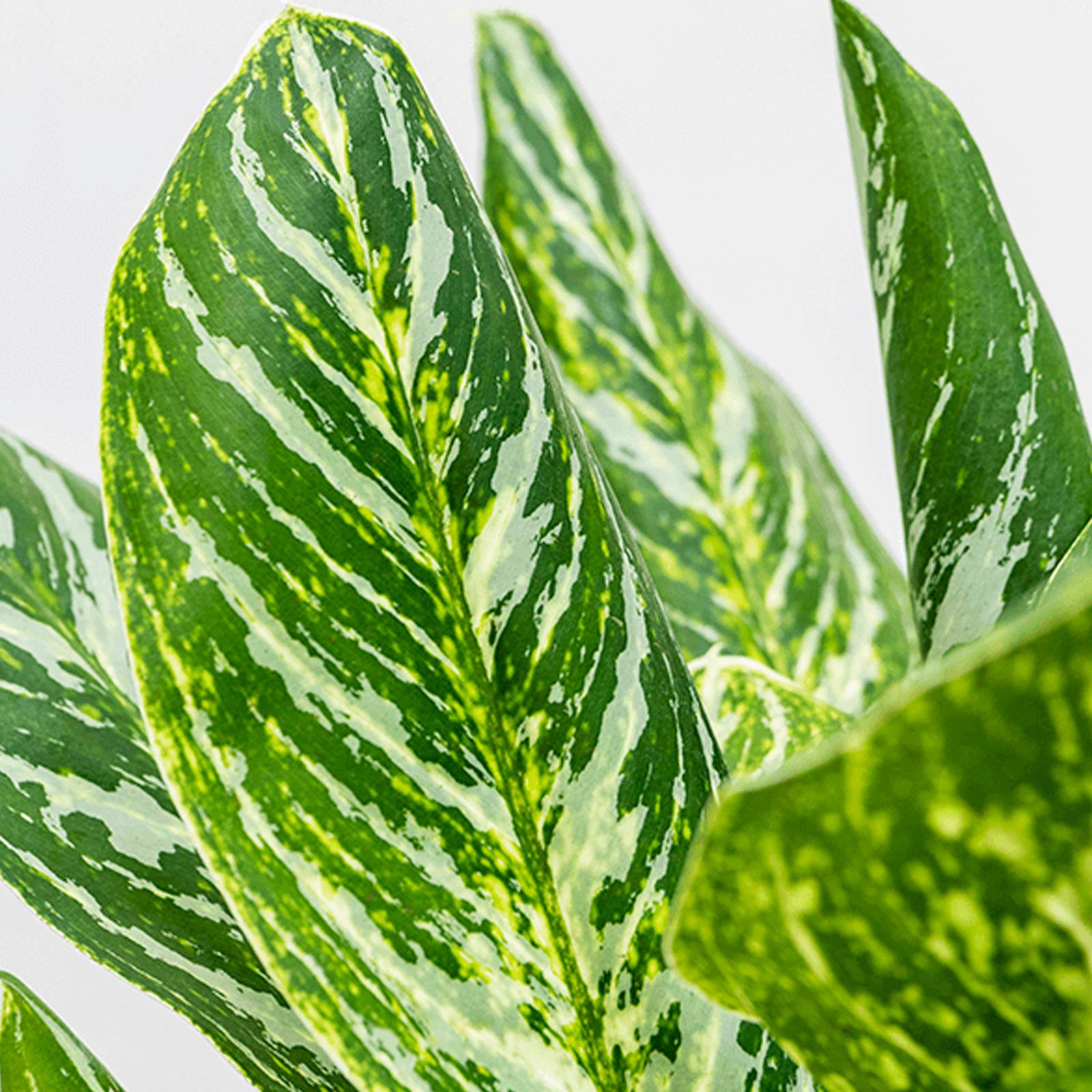 Showy Chinese Evergreen Aglaonema 'Madonna' (50-60) Indoor House Plants