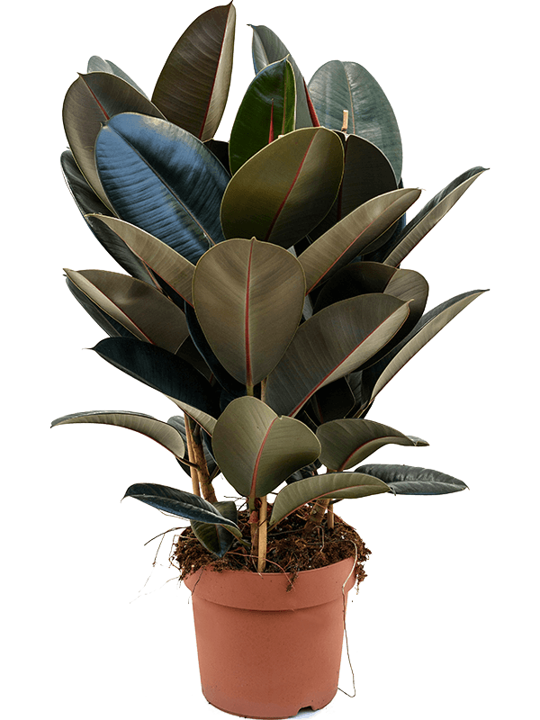 Lush Rubber Plant Ficus elastica 'Abidjan' Indoor House Plants