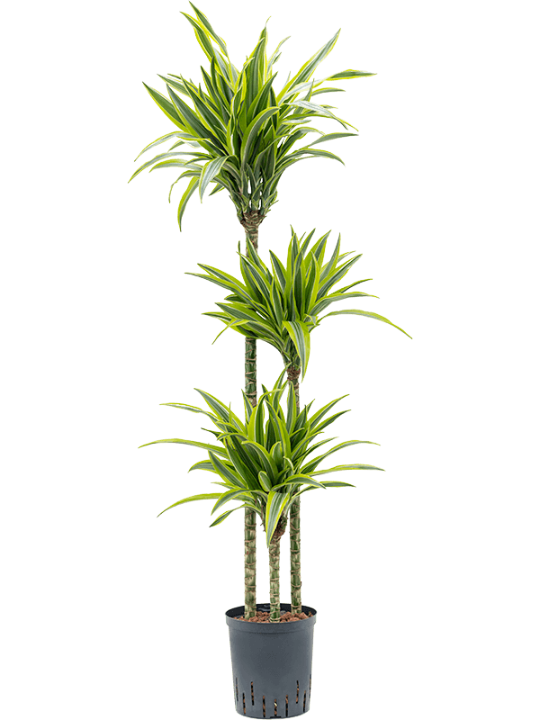 Colorful Corn Plant Dracaena fragrans 'Lemon Lime' Tall Indoor House Plants Trees